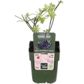 Dornenlose Bio Brombeere – Rubus fruticosus ‘Dornenlos Immergrün’ – Ø13cm – ca. 45cm hoch – Süße & vitaminreiche Früchte – winterharte Kletterpflanze – Plant
