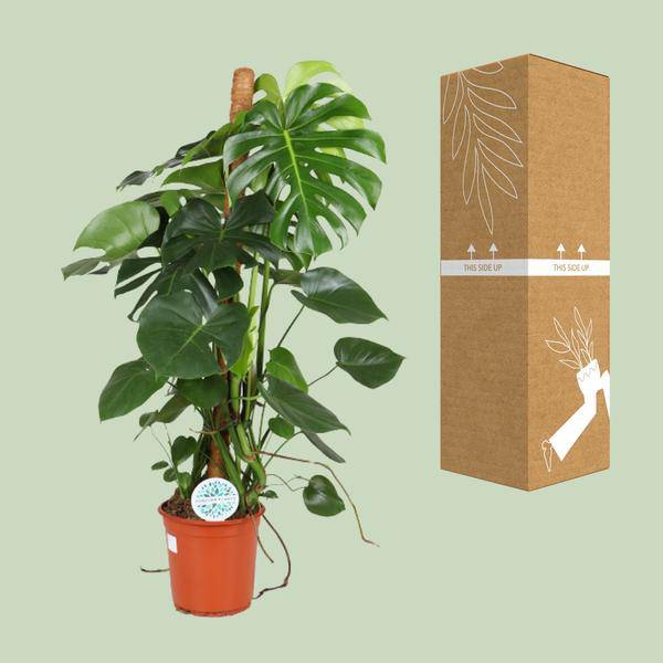 Köstliches Fensterblatt Monstera Deliciosa Zimmerpflanze Ø24cm ↕105cm – pflegeleichte Grünpflanze für Wohnzimmer, Büro & helle Standorte kaufen – Plant