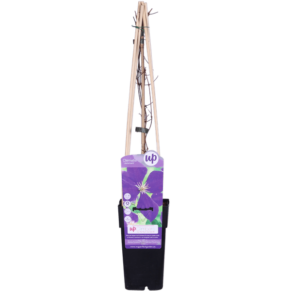 Waldrebe Clematis Jackmanii Kletterpflanze Ø15cm ↕65cm – winterharte Pflanze für Garten, Balkon, Terrasse, Kübel & Beet online kaufen – Plant
