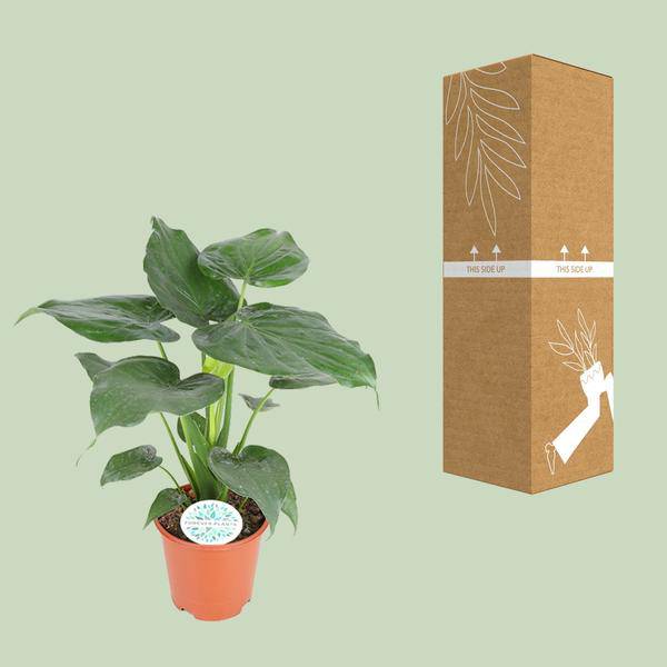 Elefantenohr Alocasia Cucullata Zimmerpflanze Ø21cm ↕80cm – pflegeleichte Grünpflanze für Wohnzimmer, Büro & helle Standorte kaufen – Plant
