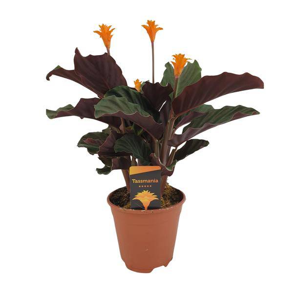 Safran – Korbmarante – Calathea Crocata – Ø14cm – ca. 40cm hoch – Exotische Zimmerpflanze mit auffälligem Blattmuster – Plant