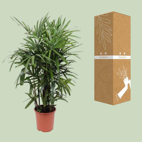 Steckenpalme – Rhapis excelsa – Lady Palm – Ø27cm – Höhe ca. 120cm – Pflegeleichte Zimmerpalme – Luftreinigende tropische Pflanze für Innenräume – Plant