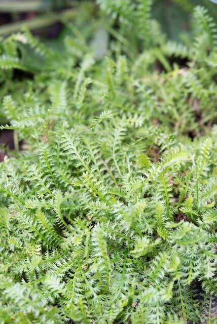 Fiederpolster Leptinella squalida – ↕10-25cm – Ø9cm –, Farnartige Blätter, Schattentauglich, Pflegeleicht – Plant