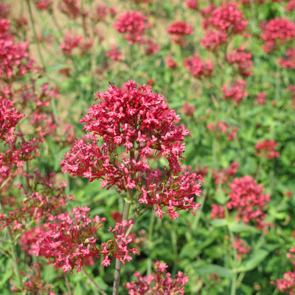 Centranthus ruber Coccineus – Rote Spornblume – 10-25cm – Ø9cm – Winterharte Staude für sonnige Standorte