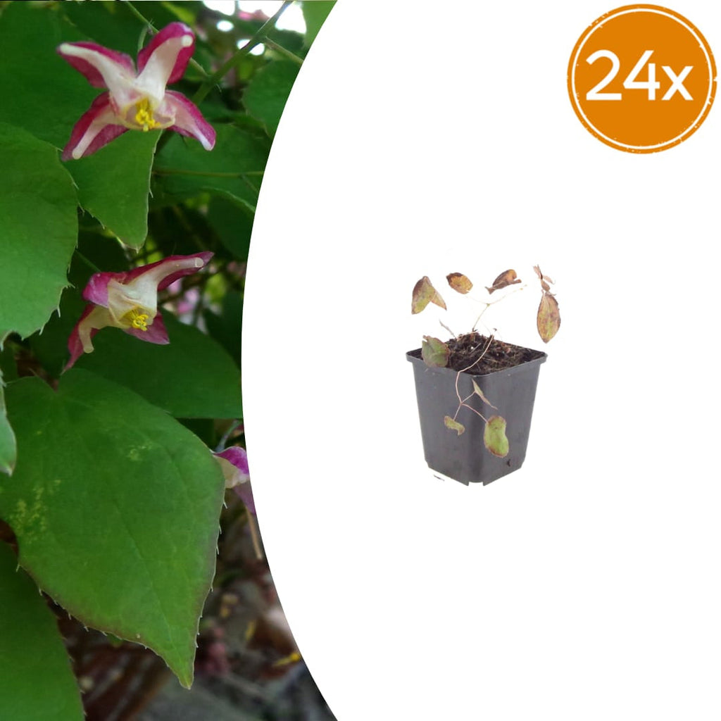 Elfenblume Epimedium rubrum – 10-25cm – Ø9cm – Winterharte Schattenstaude mit rotrosa Blüten – Bodendecker für Garten & Gehölzrand