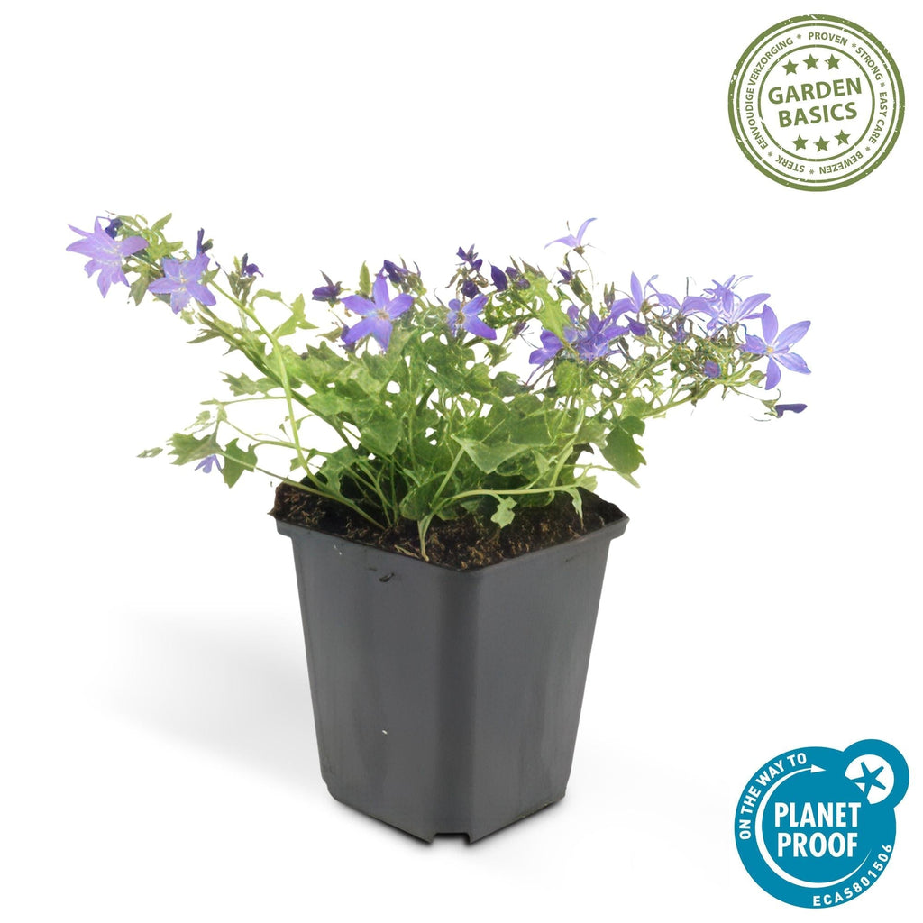 Campanula poscharskyana 'Stella' – Hängepolster – Glockenblume – Blaue Blüten – ↕10-25cm – Ø9cm – Überhängend & pflegeleicht – Plant