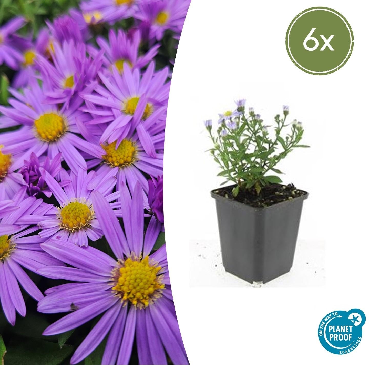 Kissen – Aster (D) 'Prof. Anton Kippenberg' – ↕10-25cm – Ø9cm – Lila Herbstblüte – Pflegeleicht – Beete & Töpfe – Plant