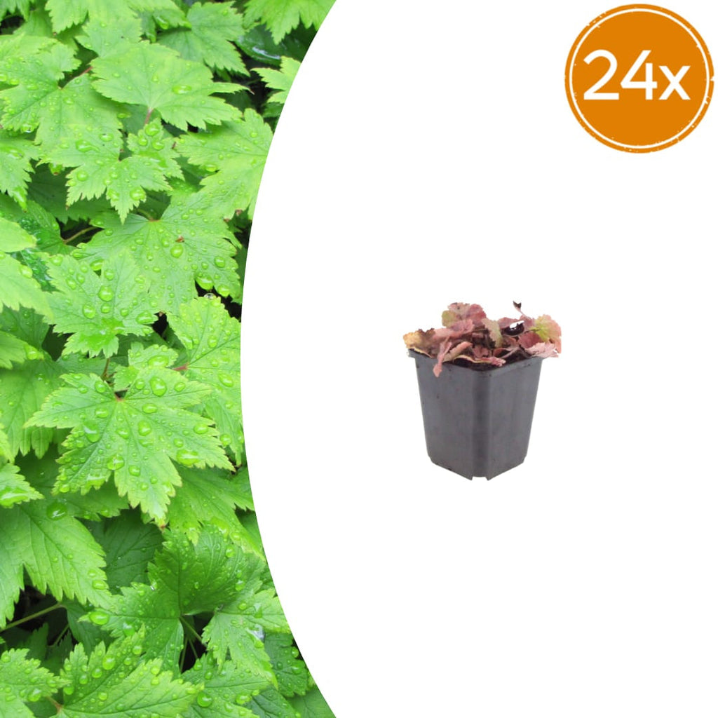 Tiarella cordifolia – Ø9cm – Höhe 10-25cm – Winterharte Schattenstaude – Weiße Blüten – Bodendecker für Beet, Gehölzrand & Waldgarten
