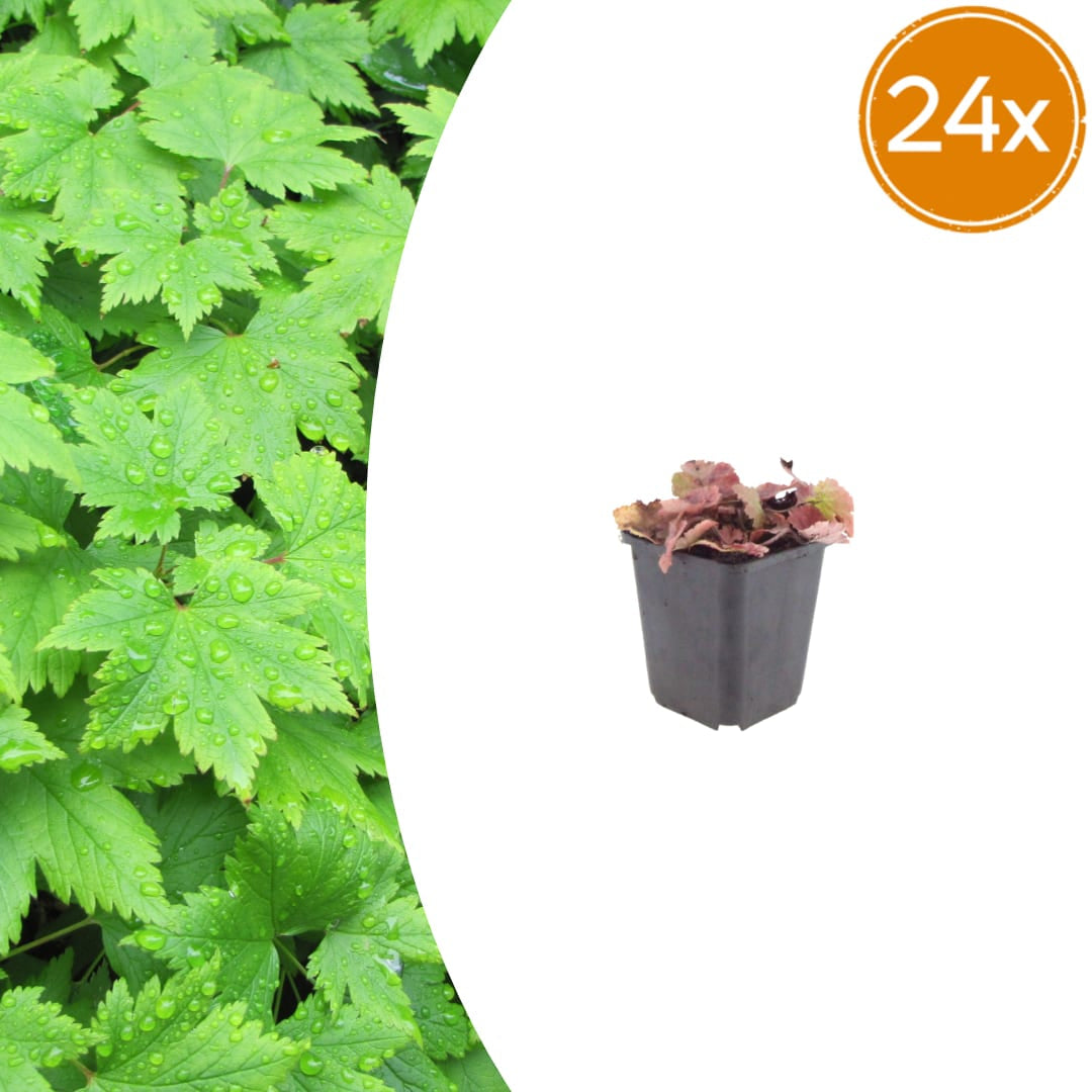 Tiarella cordifolia – Ø9cm – Höhe 10-25cm – Winterharte Schattenstaude – Weiße Blüten – Bodendecker für Beet, Gehölzrand & Waldgarten