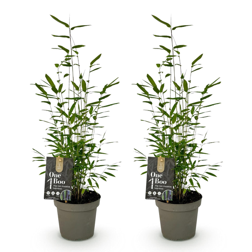 Bambus Fargesia Black Dragon – Immergrün – Nicht ausbreitend – Schwarze Stämme – Für Hecke, Garten & Terrasse – Ø14cm Höhe ca. 35cm – Plant