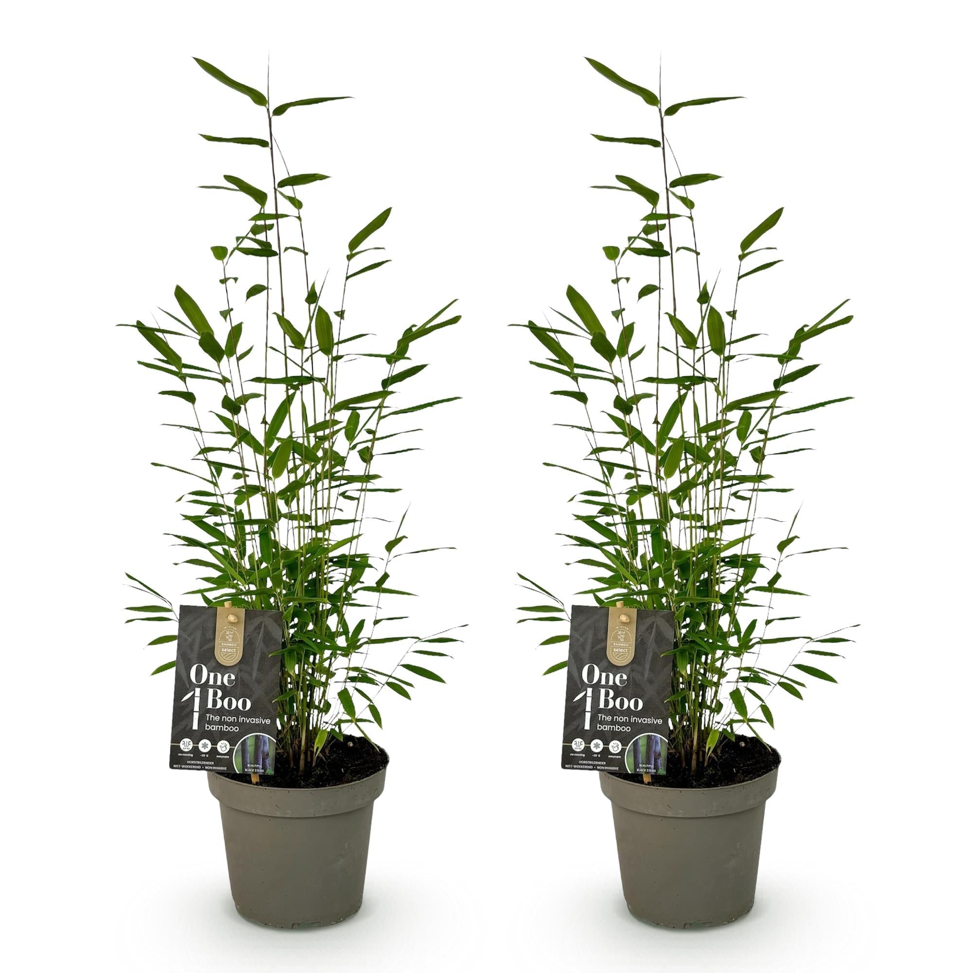 Bambus Fargesia Black Dragon – Immergrün – Nicht ausbreitend – Schwarze Stämme – Für Hecke, Garten & Terrasse – Ø14cm Höhe ca. 35cm – Plant
