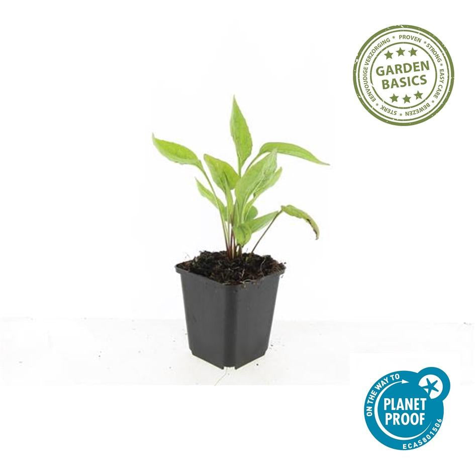 Scheinsonnenhut – Echinacea purpurea 'White Swan' – ↑10-25cm – Ø9cm – Weiße Blüten, Bienen – Plant