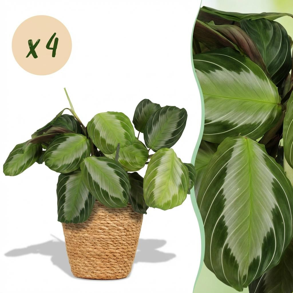 Maranta Fascinator Silverband Gebetspflanze Zimmerpflanze inkl. Naturkorb