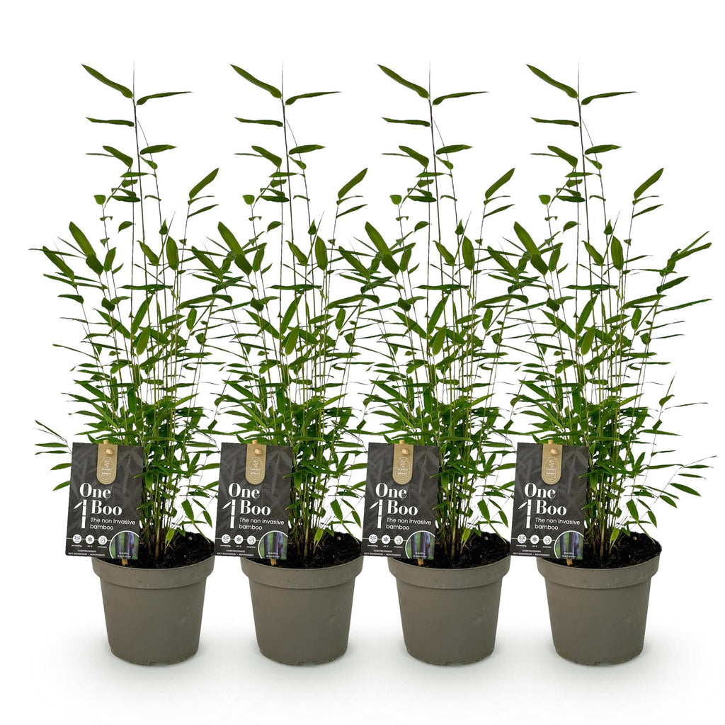 Bambus Fargesia Black Dragon – Immergrün – Nicht ausbreitend – Schwarze Stämme – Für Hecke, Garten & Terrasse – Ø14cm Höhe ca. 35cm – Plant