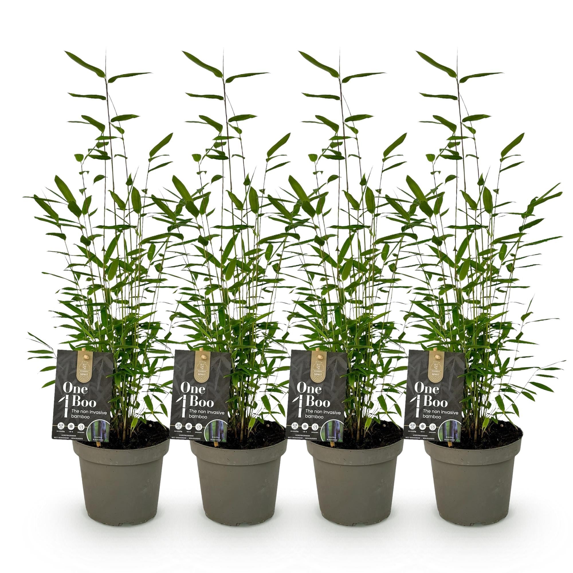 Bambus Fargesia Black Dragon – Immergrün – Nicht ausbreitend – Schwarze Stämme – Für Hecke, Garten & Terrasse – Ø14cm Höhe ca. 35cm – Plant