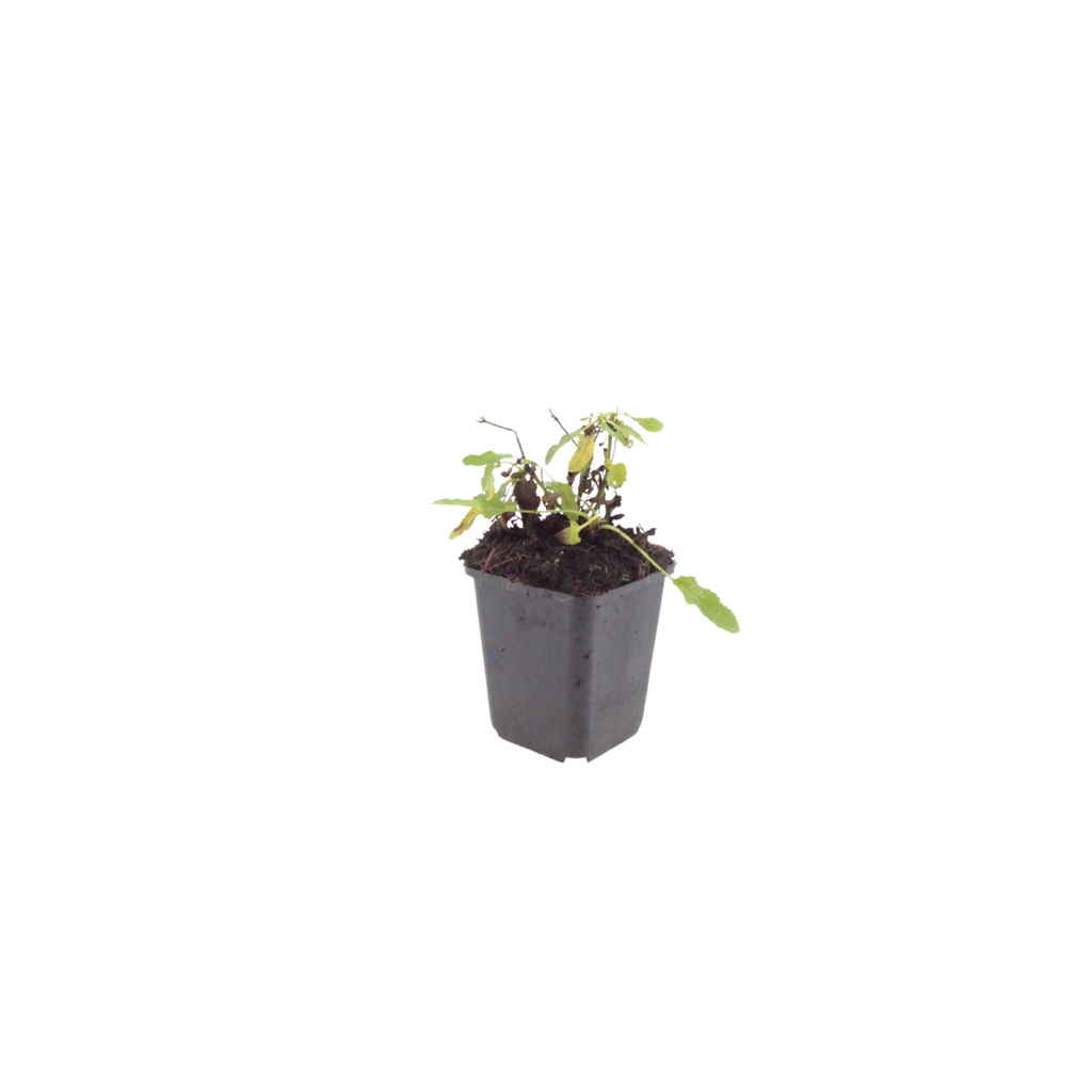 Salvia nemorosa Schneehügel – Ø9cm – Höhe 10-25cm – Steppensalbei – Hellblaue Blütenähren – Bienenfreundlich für Beet & Steingarten