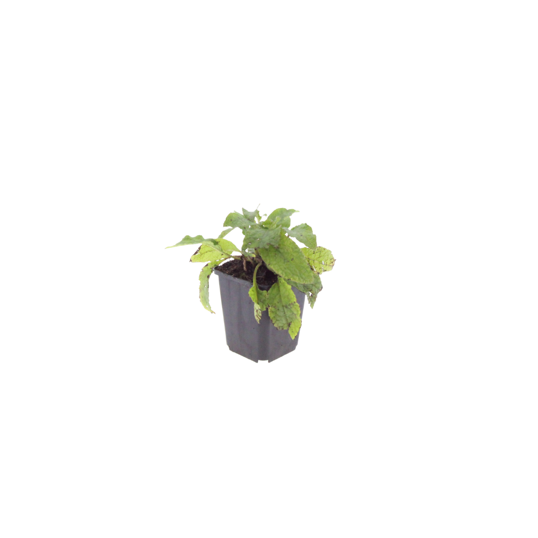 Symphytum grandiflorum – für Schatten & Halbschatten – Cremegelbe Blüten