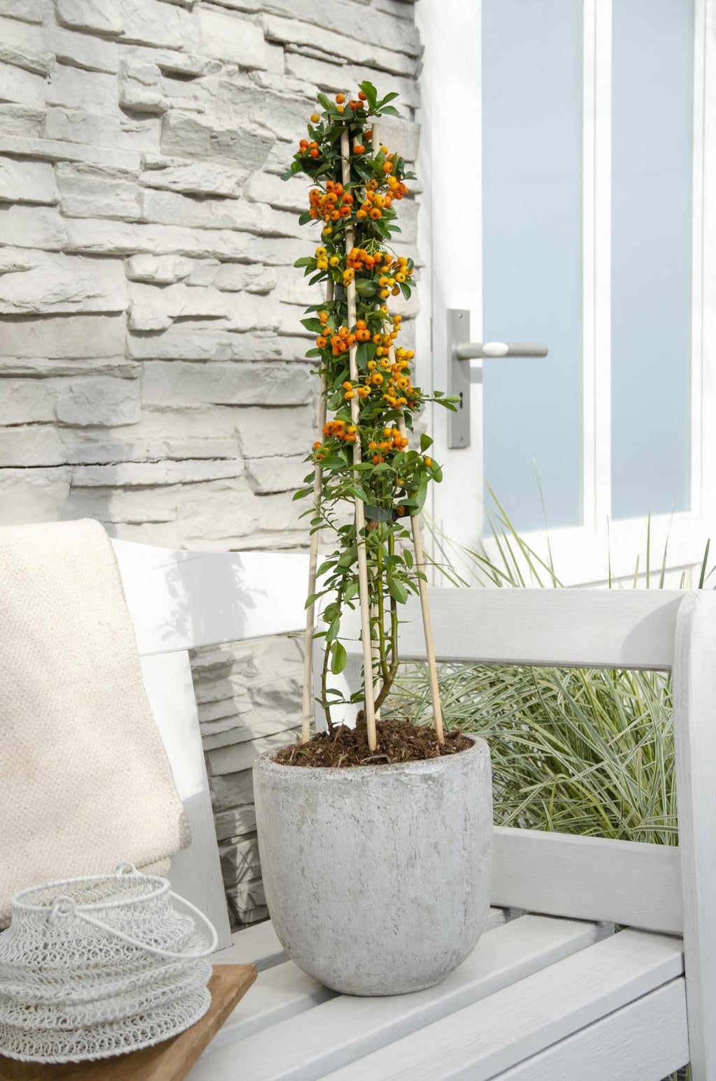 Feuerdorn Pyracantha 'Orange Glow' – Kletterstrauch – Ø15cm – ↕65cm – Frosthart, immergrün, leuchtend orange Beeren – Plant