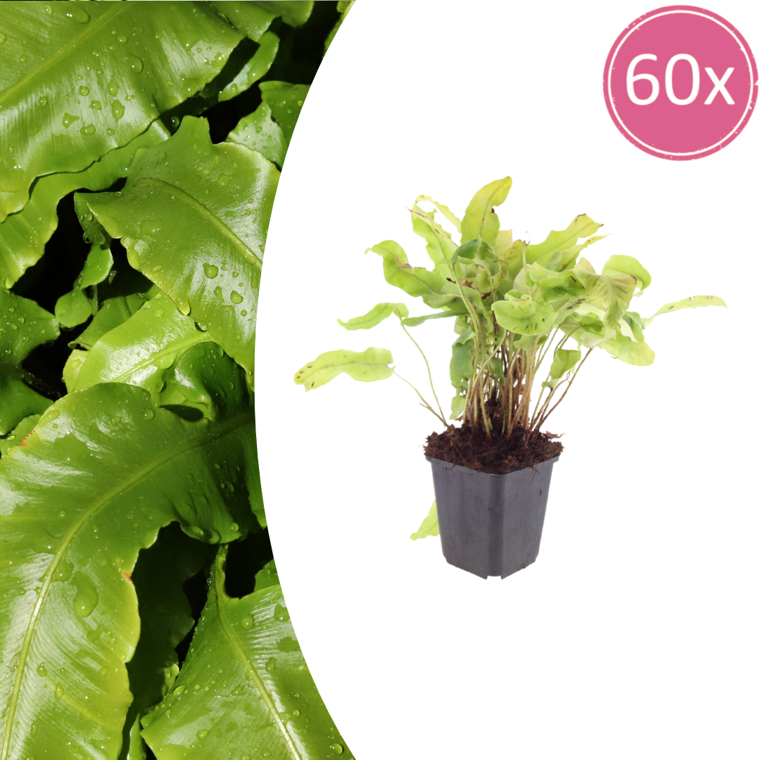 Hirschzungenfarn Asplenium scolopendrium – Immergrüner Farn für Schatten & Halbschatten – Strukturpflanze für Garten & Beet – 10-25cm – Ø9cm – Winterhart