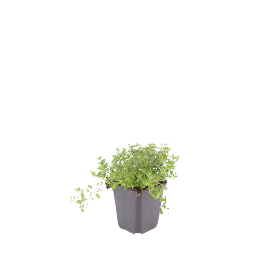 Thymus serpyllum Pflanzenset – Ø9cm – Duftender Bodendecker für sonnige Standorte – Plant