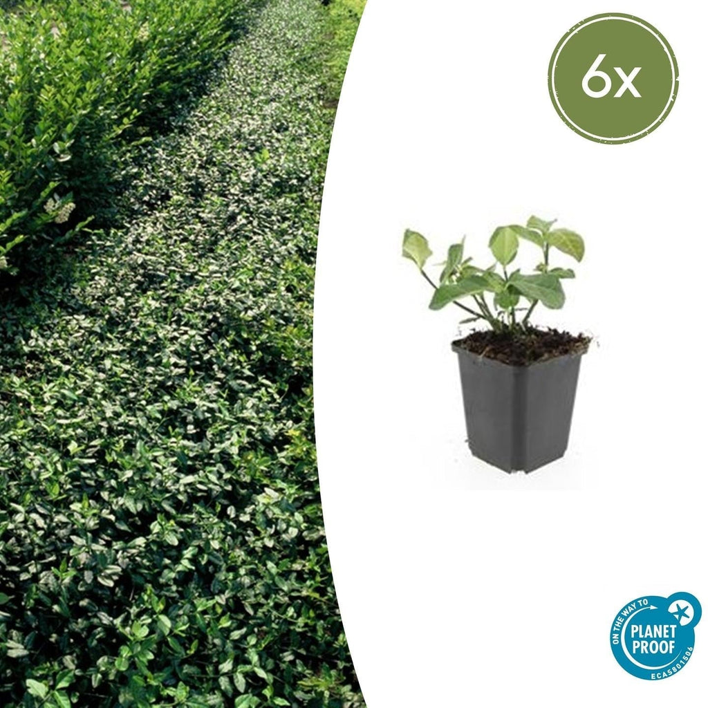 Spindelstrauch – Euonymus fortunei 'Dart's Blanket' – ↕10-25cm – Ø9cm – Schattentolerant – Winterhart – Pflegeleicht – Plant