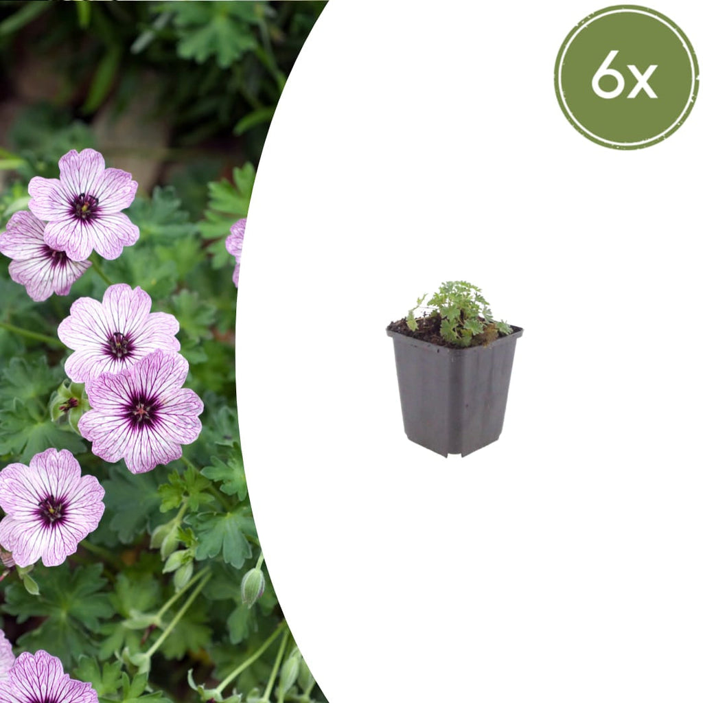 Geranium cinereum Ballerina – Ø9cm Höhe 10-25cm – Winterharte Staude – Zartrosa Blüten – Pflegeleicht für Steingarten, Beet & Kübel