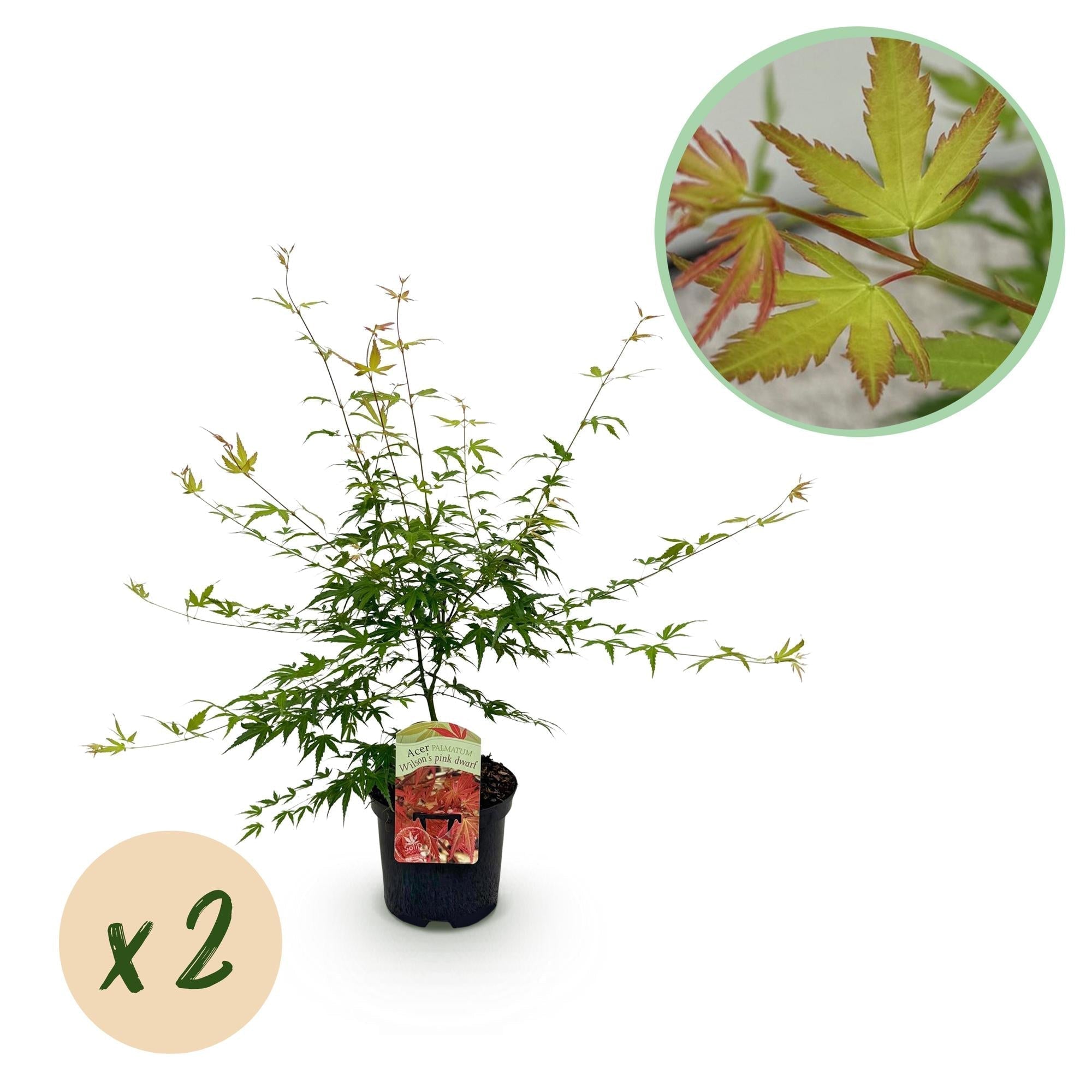 Japanischer Ahorn – Acer palmatum 'Pink Dwarf' – ca. 70cm hoch – Ø19cm – rosa Frühlingslaub – kompakte Balkon – & Gartenpflanze – Plant