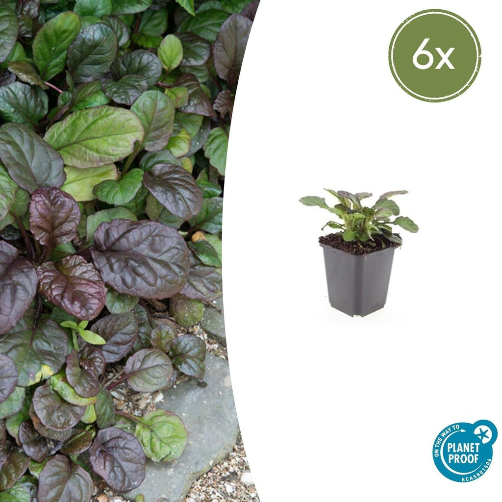 Großblättriger Günsel – Ajuga reptans 'Catlin's Giant' – mit großen Blättern & blauen Blüten – Winterhart & pflegeleicht – Plant