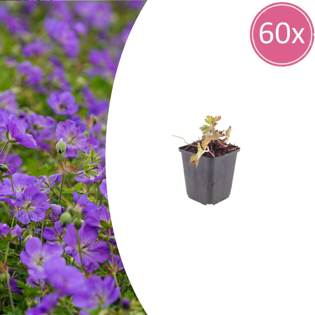 Geranium Azure Rush – Ø9cm – Höhe 10-25cm – Winterharte Staude – Hellblaue Blüten – Bodendecker für Beet, Steingarten & Kübel