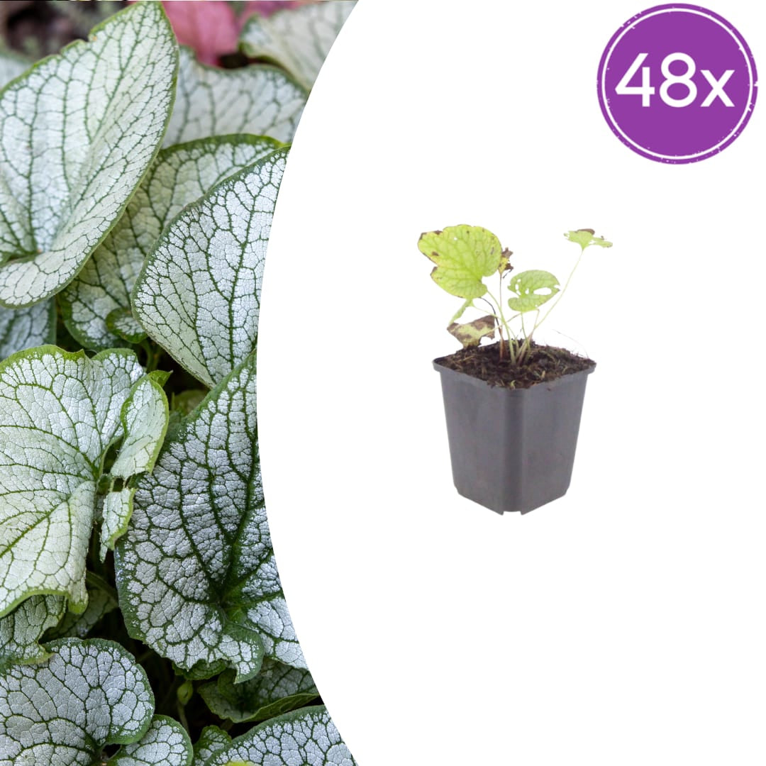 Brunnera macrophylla Jack Frost – Kaukasusvergissmeinnicht – 10-25cm – Ø9cm – Winterharte Schattenstaude mit silbernem Zierlaub