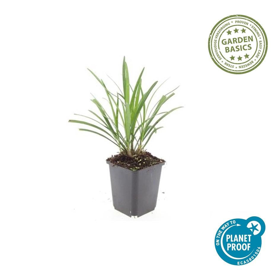 Lilientraube Liriope muscari 'Ingwersen' – ↕10-25cm – Ø9cm –, Immergrün, Violette Blüten, Winterhart, Pflegeleicht – Plant