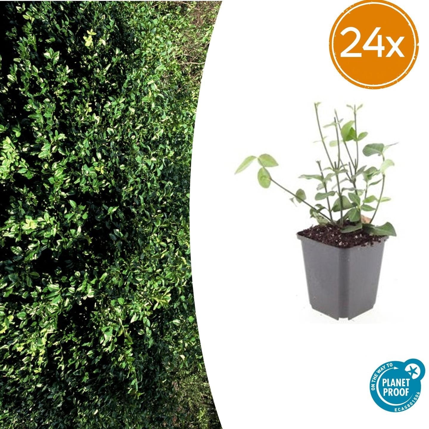 Purpur – Kriechspindel Euonymus fortunei 'Coloratus' – ↕10-25cm – Ø9cm – & Hecken – Plant