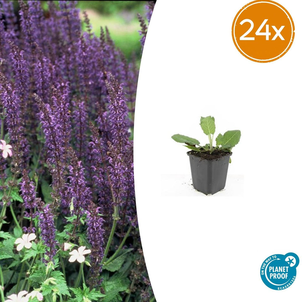 Blüten – Salbei Salvia nem. 'Mainacht' – ↕10-25cm – Ø9cm – Bienenfreundlich – Blau blühend – Sonniger Standort – Pflegeleicht – Plant