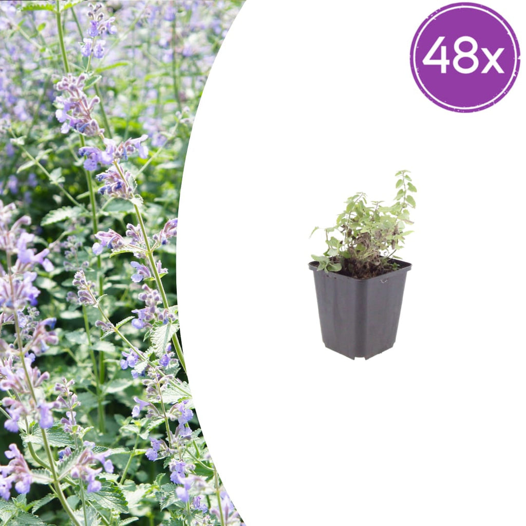 Nepeta faassenii Katzenminze – Ø9cm – Höhe 10-25cm – Lavendelblaue Blüten – Winterharte Staude – Für Beet, Rabatte & Bienenweide