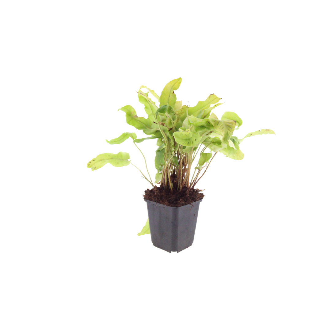 Hirschzungenfarn Asplenium scolopendrium – Immergrüner Farn für Schatten & Halbschatten – Strukturpflanze für Garten & Beet – 10-25cm – Ø9cm – Winterhart