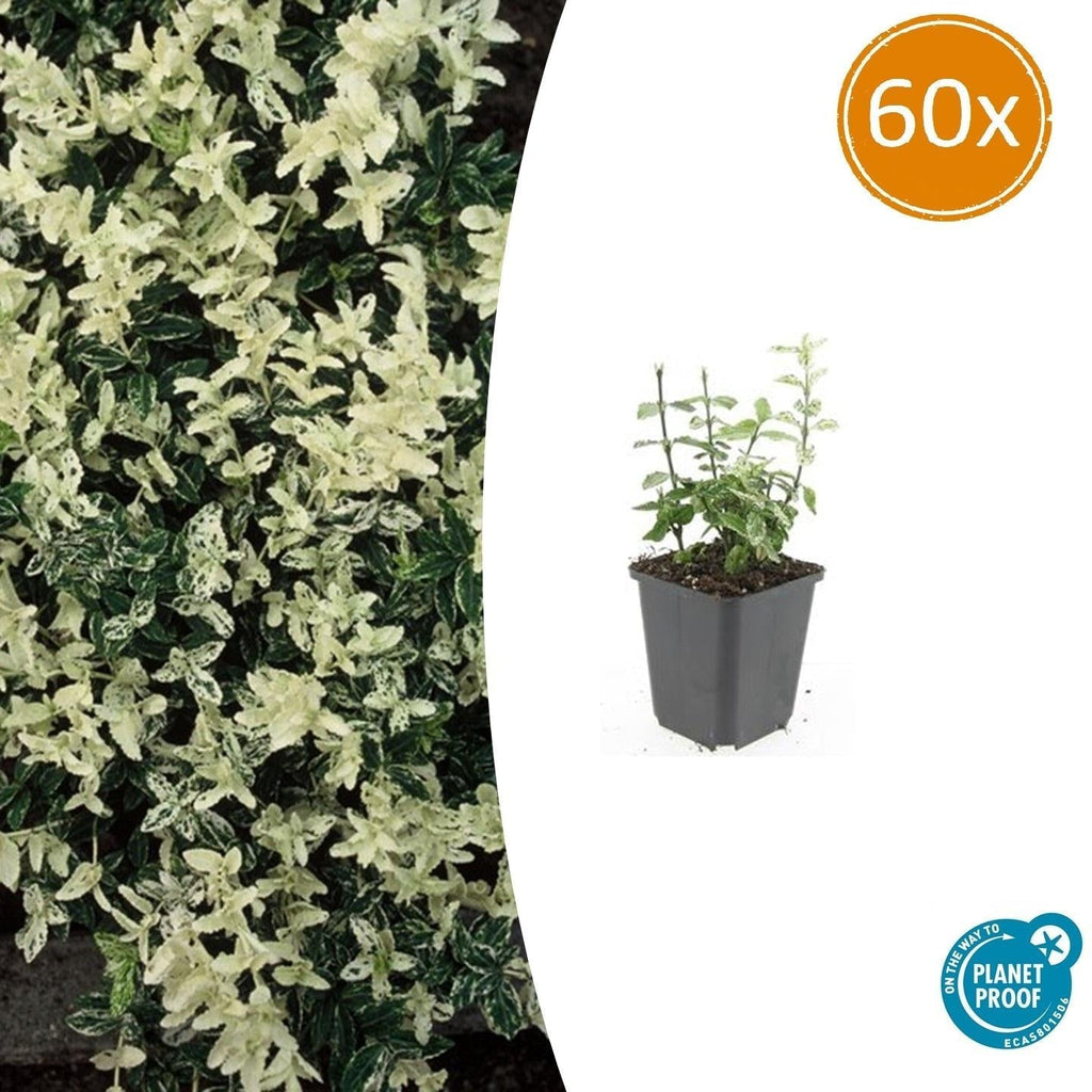 Kriechspindel – Euonymus fortunei 'Harlequin' – ↕10-25cm – Ø9cm – Buntlaub – Sonne & Schatten – Pflegeleicht – Winterhart – Plant