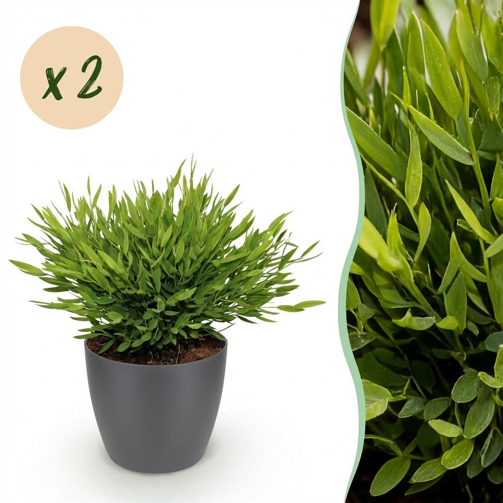 Bambus Pogonatherum Monica Zimmerpflanze mit grauem Topf Ø12cm Höhe 20cm Haustierfreundliche Grünpflanze pflegeleicht für Wohnzimmer Büro Schlafzimmer