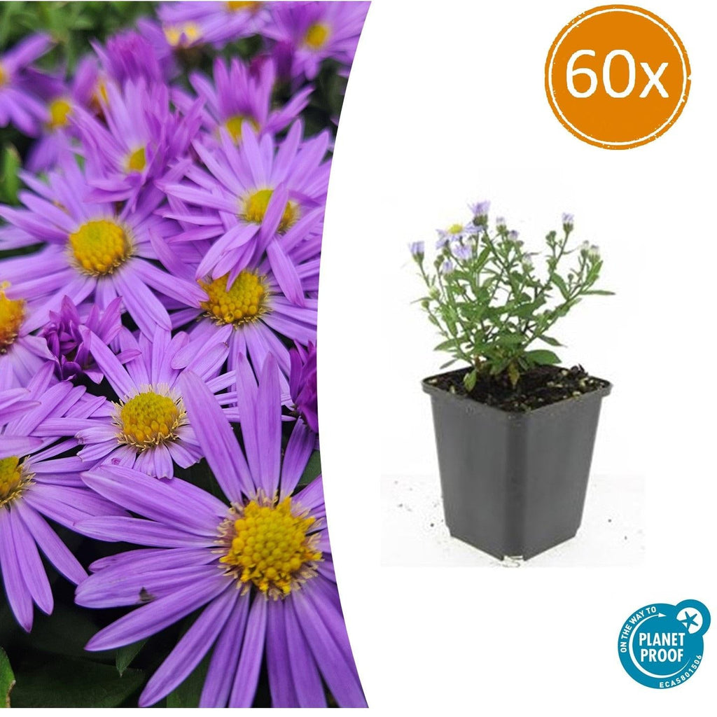 Kissen – Aster (D) 'Prof. Anton Kippenberg' – ↕10-25cm – Ø9cm – Lila Herbstblüte – Pflegeleicht – Beete & Töpfe – Plant