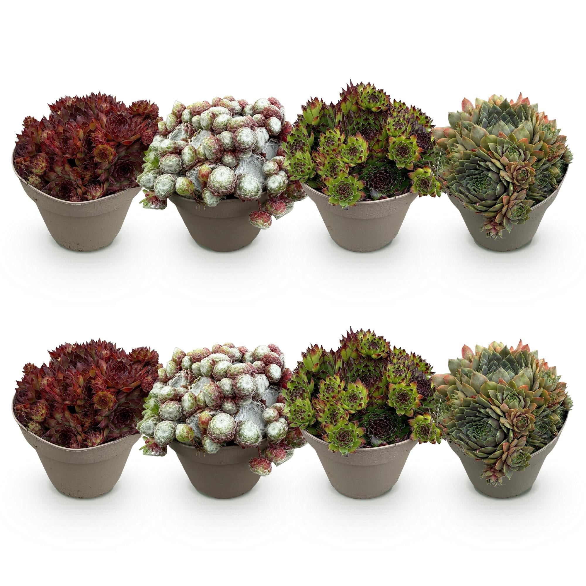 Bodendecker Sempervivum Big Sam – Winterhart – Verschiedene Farben – Pflegeleichte Hauswurz für Beete, Steingärten, Balkon & Terrasse – Plant