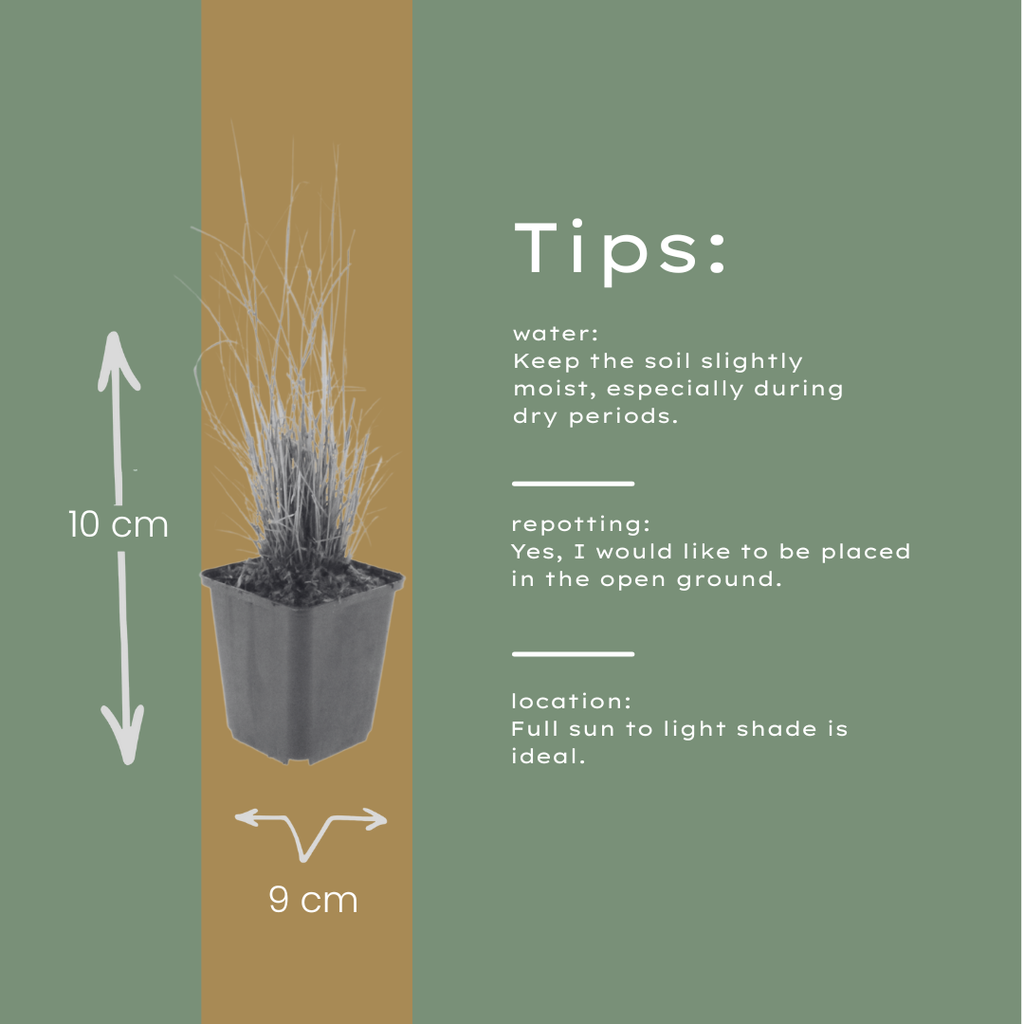 Calamagrostis brachytricha – Diamantgras – 10-25cm – Ø9cm – Ziergras mit rosafarbenen Blütenrispen
