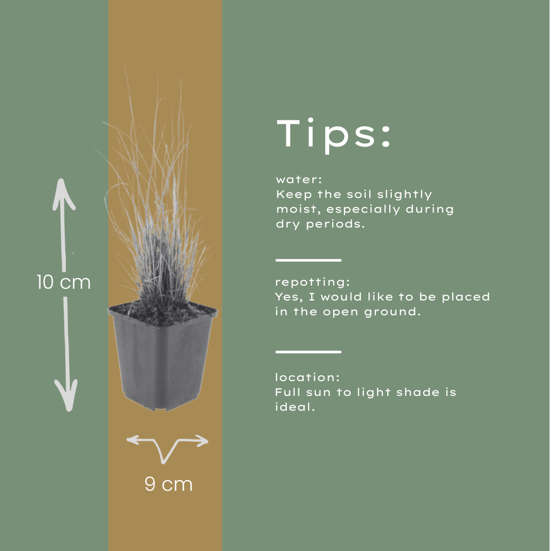 Calamagrostis brachytricha – Diamantgras – 10-25cm – Ø9cm – Ziergras mit rosafarbenen Blütenrispen