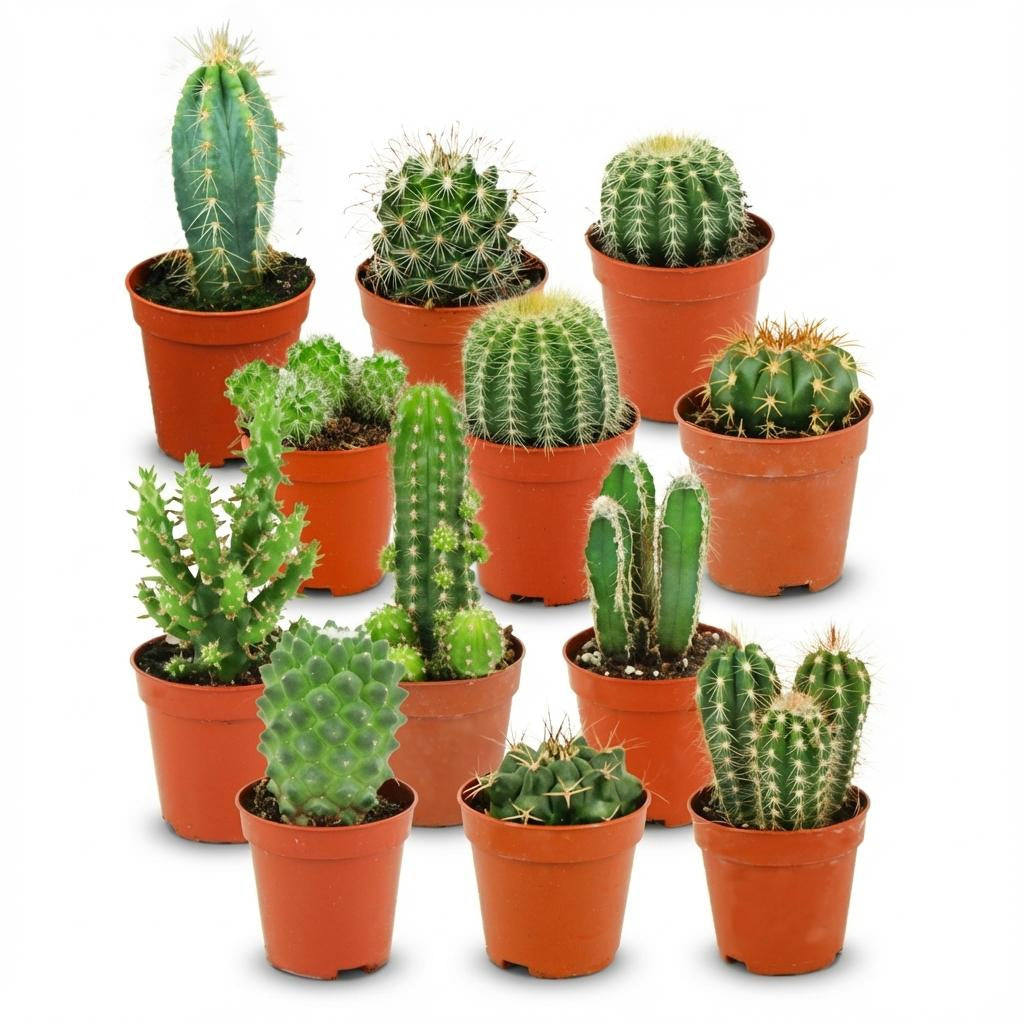 Mini Kaktus Set – Ø5,5cm – Höhe 5-10cm – Pflegeleichte Zimmerpflanzen – Kleine Kakteen für Fensterbank Büro & Wohnraum