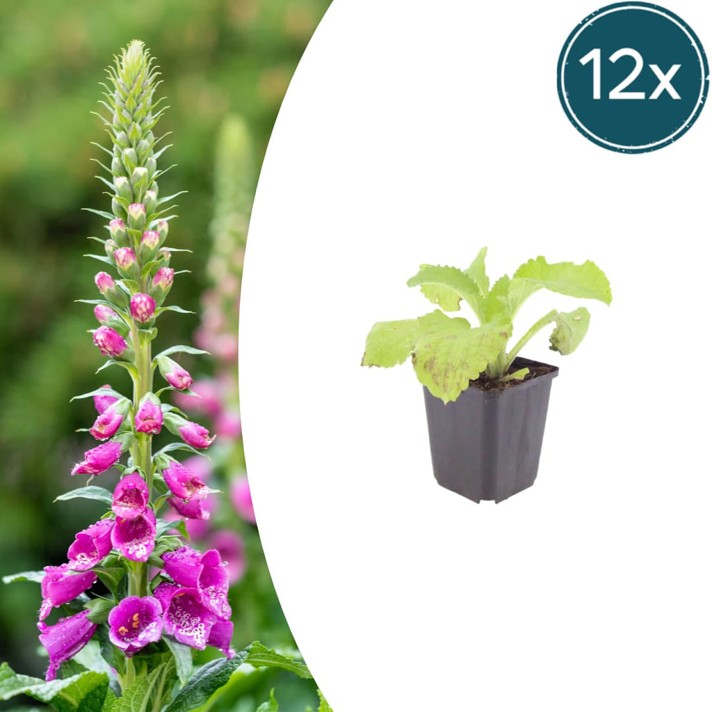 Roter Fingerhut Digitalis purpurea – 10-25cm – Ø9cm – Hohe Blütenstaude für Garten & Cottage – Beet – Bienenfreundliche Sommerblume