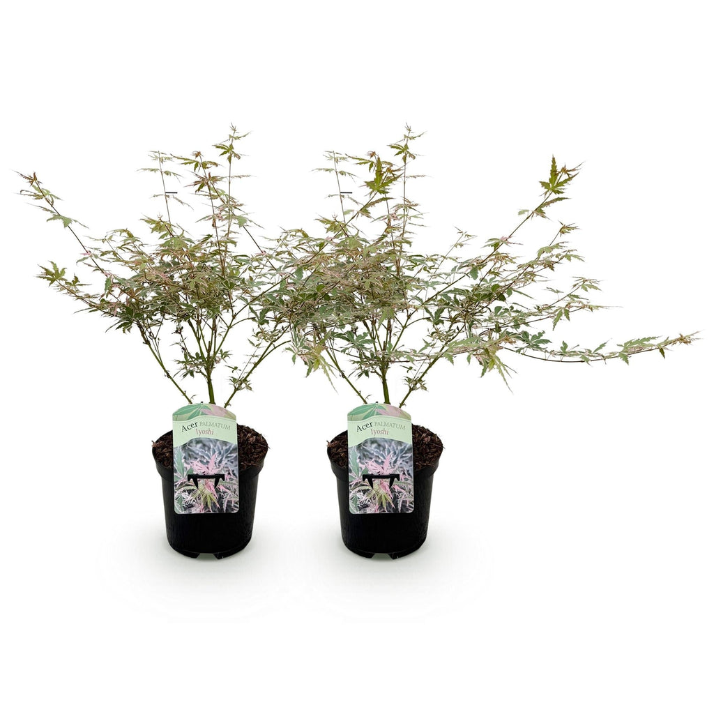 Japanischer Ahorn Acer palmatum Iyoshi – Rosa Balkonpflanze – Ø19cm – Höhe ca. 70cm – Fein geschnittener Zierahorn für Beet & Balkon – Plant