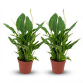 Spathiphyllum Einblatt – Ø12cm – Höhe 35-40cm – Luftreinigende Zimmerpflanze – Weiße Blüten – Ideal für Wohnraum & Büro