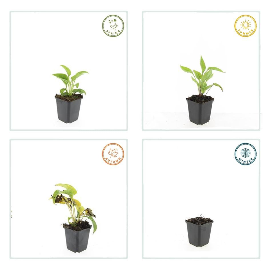 Scheinsonnenhut – Echinacea purpurea 'White Swan' – ↑10-25cm – Ø9cm – Weiße Blüten, Bienen – Plant