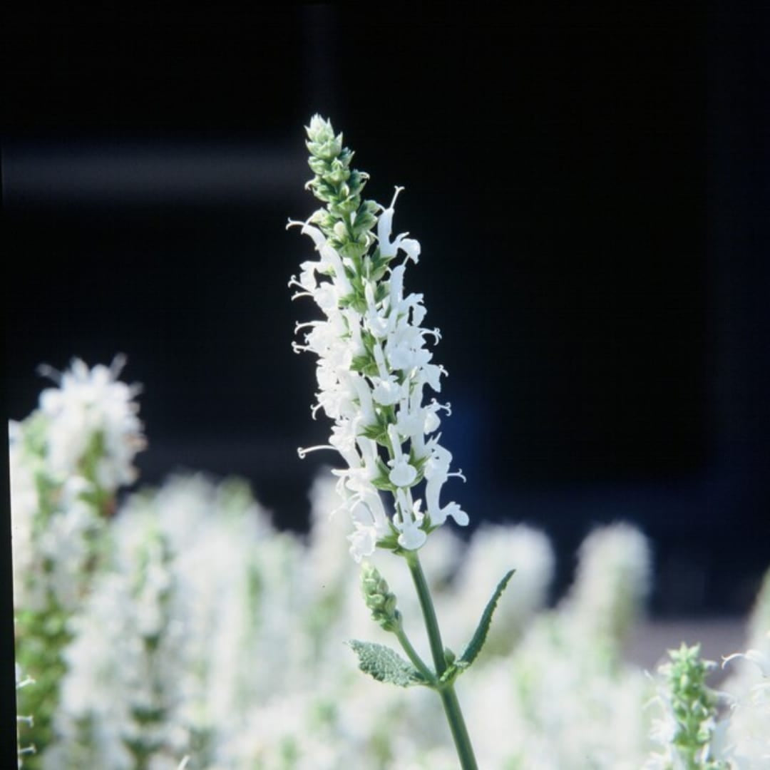 Salvia nemorosa Schneehügel – Ø9cm – Höhe 10-25cm – Steppensalbei – Hellblaue Blütenähren – Bienenfreundlich für Beet & Steingarten