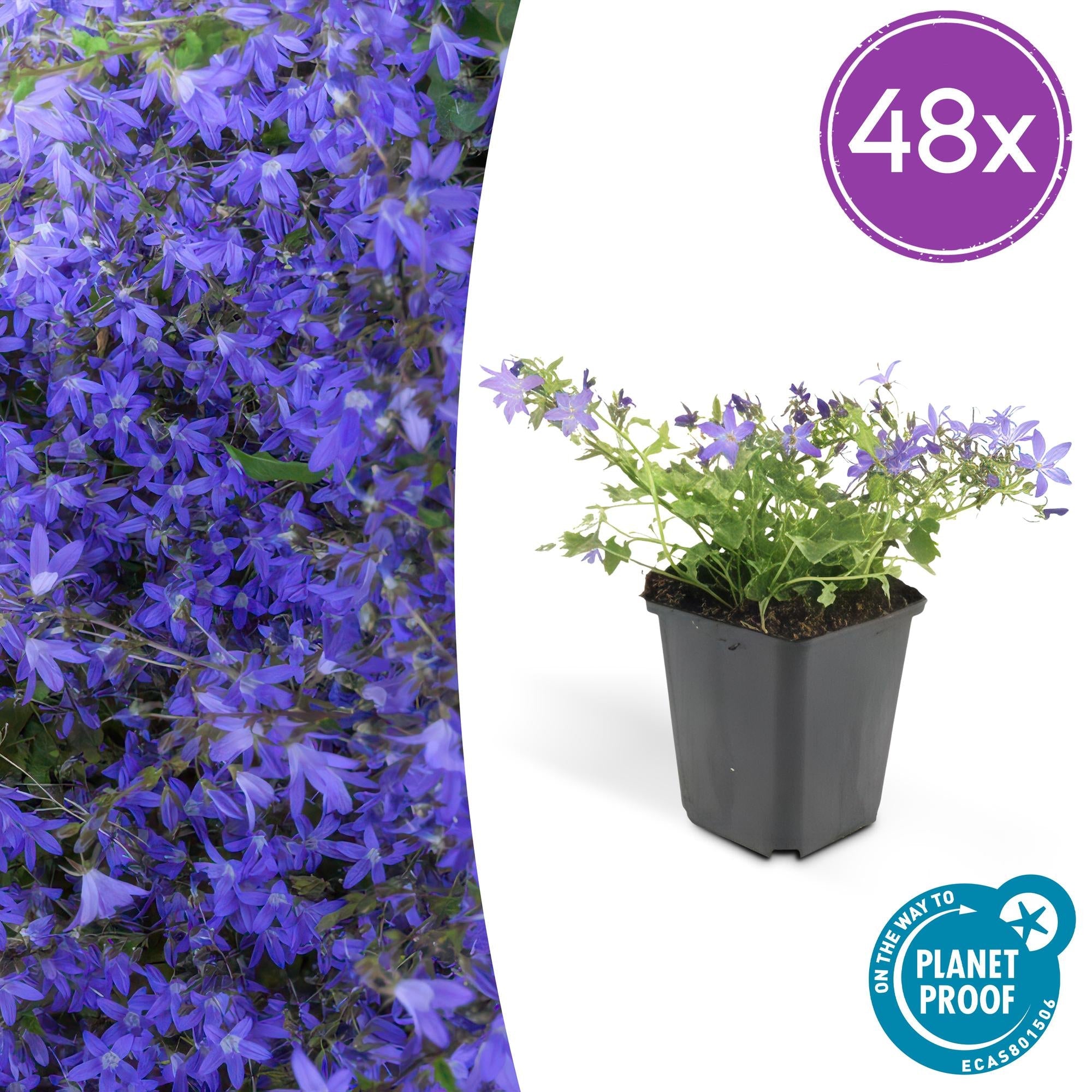 Campanula poscharskyana 'Stella' – Hängepolster – Glockenblume – Blaue Blüten – ↕10-25cm – Ø9cm – Überhängend & pflegeleicht – Plant