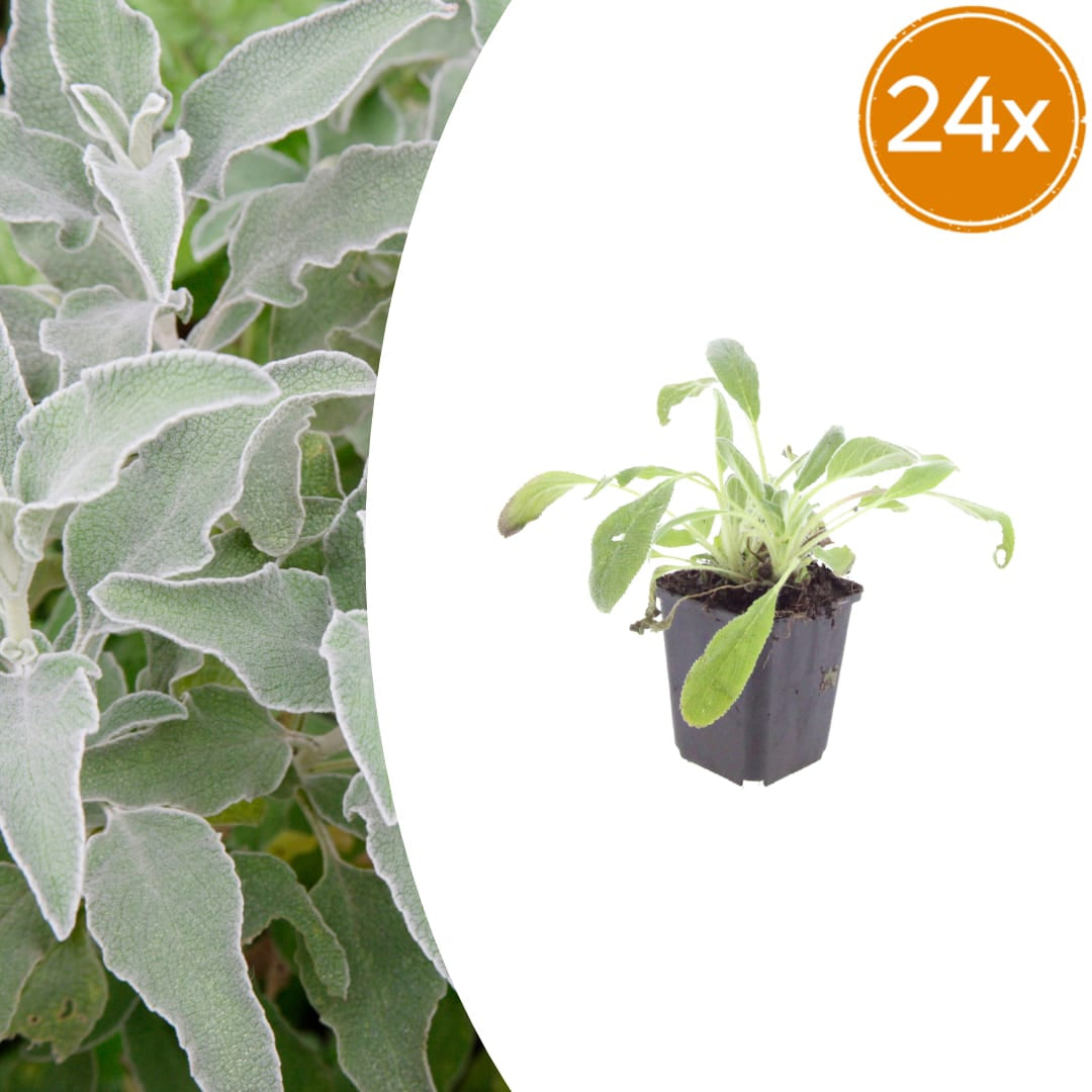 Stachys byzantina – Ø9cm – Höhe 10-25cm – Winterharte Staude – Silberlaub Bodendecker – Trockenheitsresistent für Beet & Steingarten