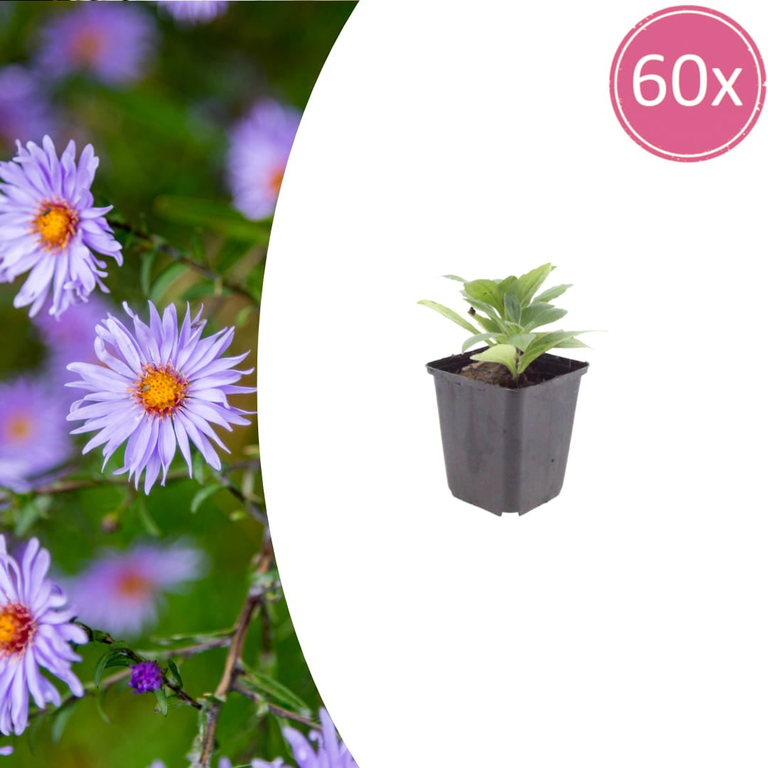 Aster frikartii Mönch – Sommeraster – 10-25cm – Ø9cm – Langblühende Staude für sonnige Beete – Bienenfreundliche Gartenpflanze